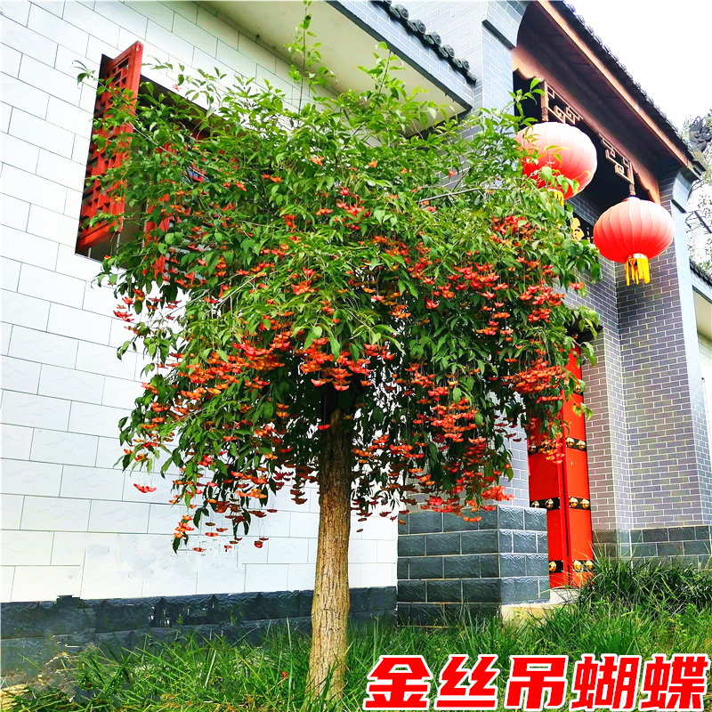 金丝吊蝴蝶树苗金线吊蝴蝶庭院盆栽大型耐寒绿化风景树金丝吊蝴蝶