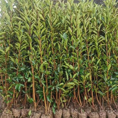 法国冬青树苗正宗珊瑚树围栏篱笆室外围墙绿植庭院四季绿叶植物