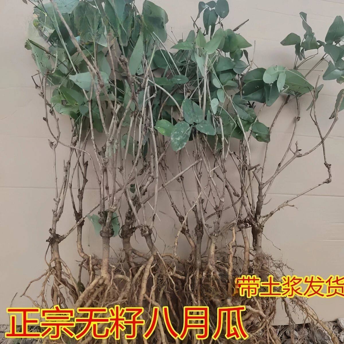 无籽八月瓜树苗带土八月炸果苗南北方四季种植爬藤果树苗当年结果