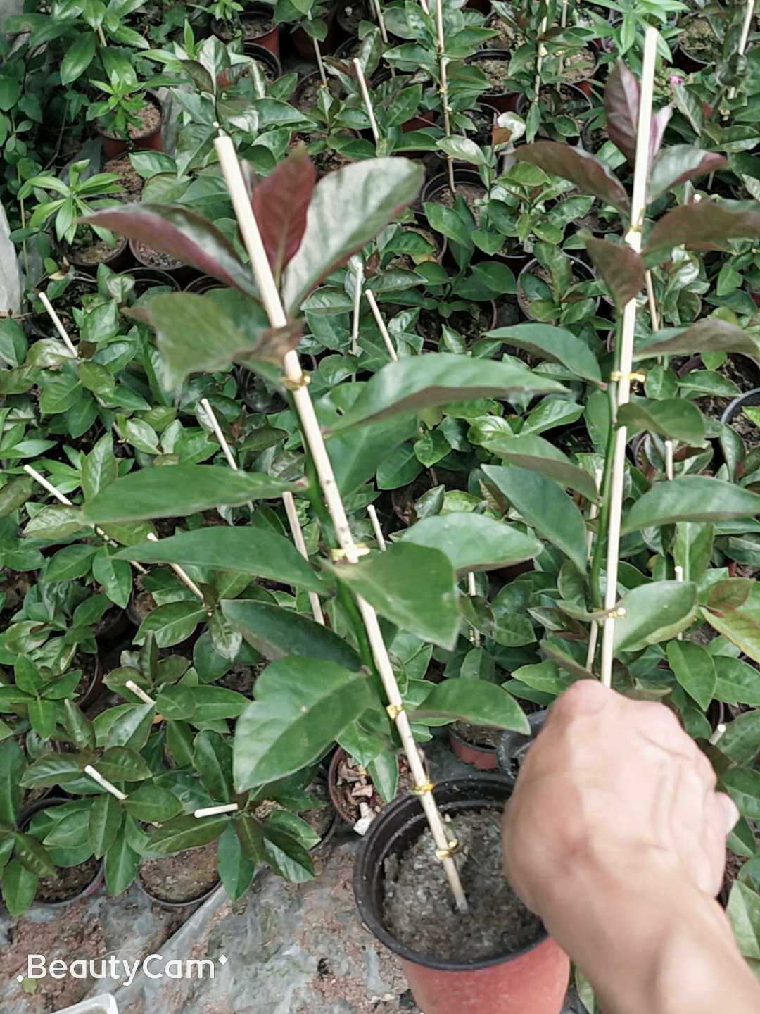 叶仙苗木麒麟樱麒麟叶仙人掌袖蒲柱青叶麒麟嫁接蟹爪兰砧木包邮