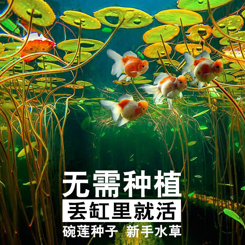 鱼缸水草懒人新手造景四季莲荷睡莲水草种子装饰草缸植物活体朴彩