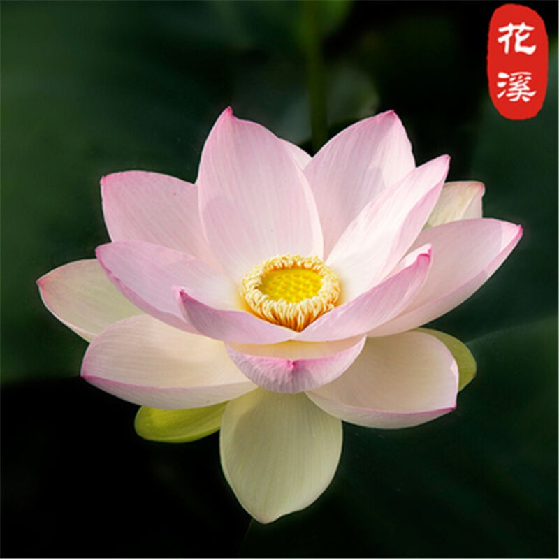 水草种子碗莲种子水培植物花种子室内水养盆栽水生荷花睡莲花种籽