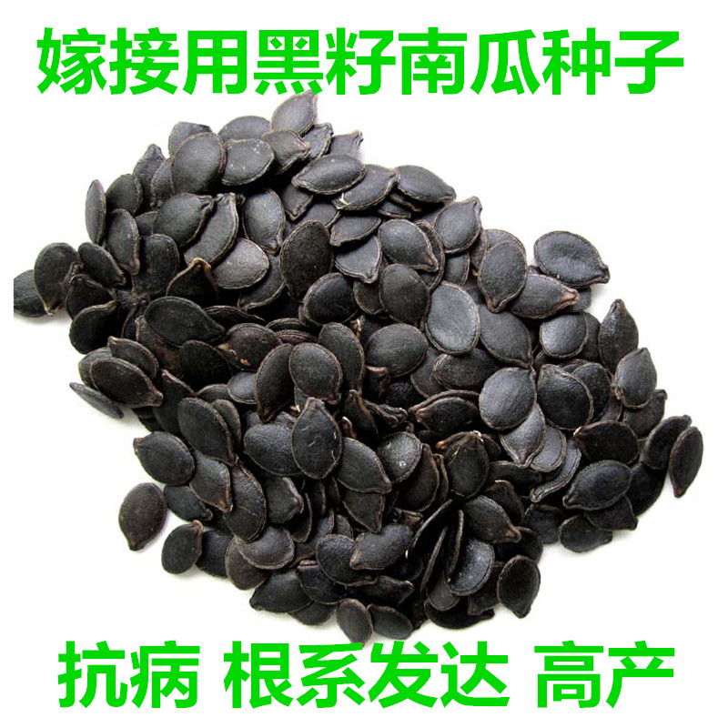 砧木南瓜番茄种子籽种籽嫁接专用