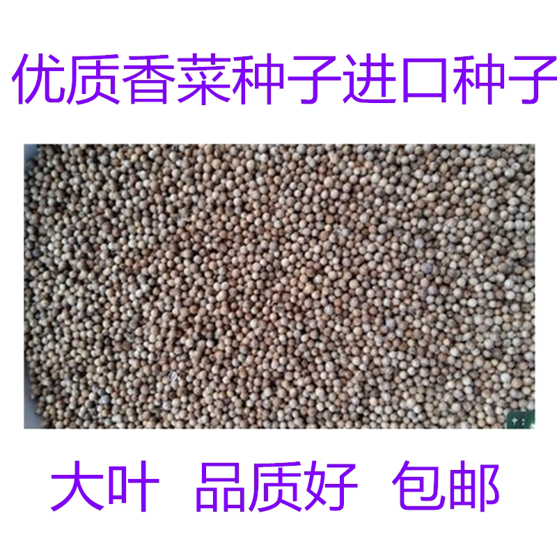 出芽率高好吃蔬菜种子象香菜种籽