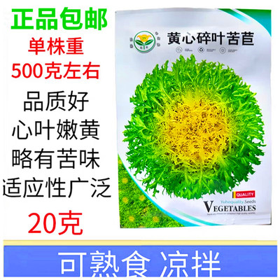 苦菊种子黄心碎叶苦苣籽心叶嫩黄