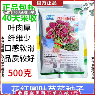 花红圆叶苋菜种子现菜种籽叶肉厚纤维少蔬菜种子500克春夏秋种植