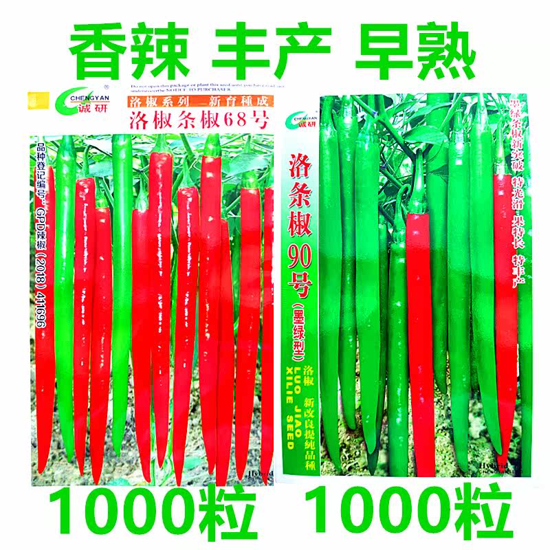 洛椒条椒种籽青辣椒种子香辣干鲜