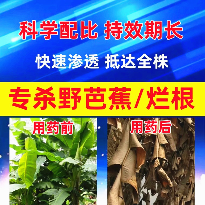 阔叶专杀野芭蕉树除草剂烂根神器