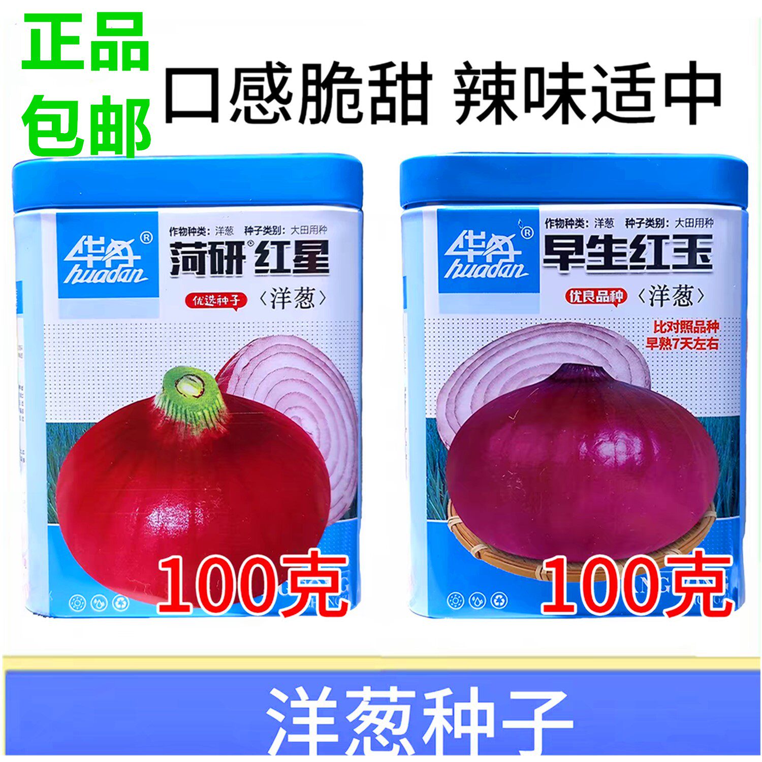 菏研红星早生红玉洋葱种子籽甜脆