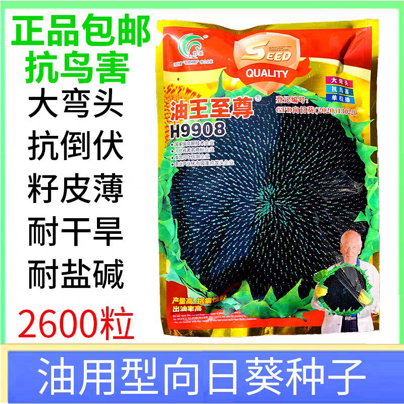 美国矮大头D667油葵油王至尊向日葵种子油太祖瓜子打油葵花籽榨油