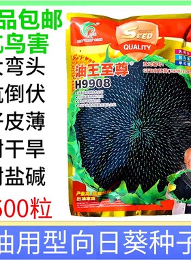 美国矮大头D667油葵油王至尊向日葵种子油太祖瓜子打油葵花籽榨油