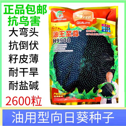 油葵种子向日亏大盘籽榨油用抗病