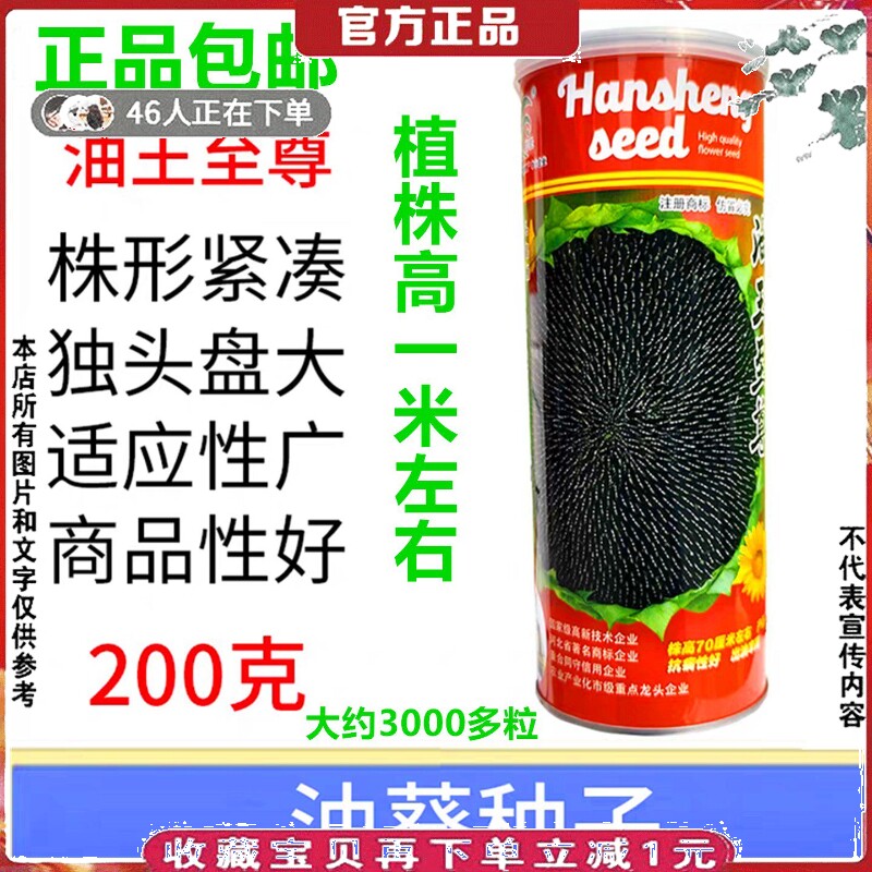 油王至尊矮大头油葵种籽向日葵种子油太祖矮杆大盘葵花籽榨油专用
