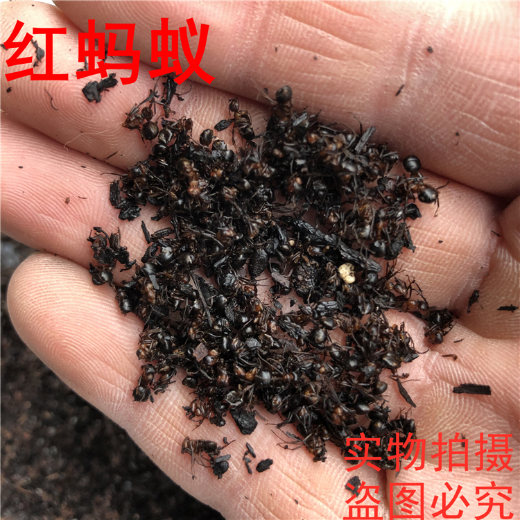 长白山红蚂蚁500克中药材红蚂蚁 蚁酸充足   泡酒 1件包邮