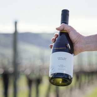 双95分金奖！新西兰卡特琳娜之声长相思白葡萄酒 Catalina Sounds