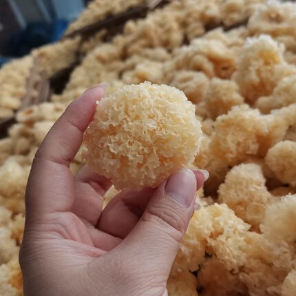 小银耳干货500g白木耳糯耳椴木小银耳新货菌菇食用农产品推荐