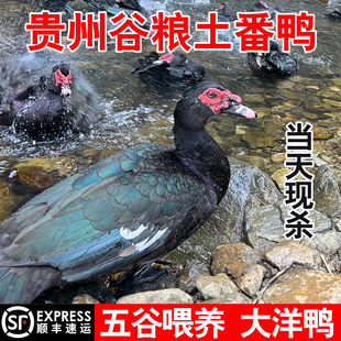 洋鸭贵州农家水鸭正宗散养红脸鸭子老品种土番鸭乡村土鸭现杀包邮