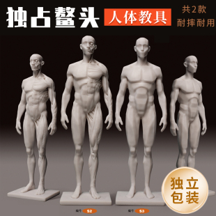 人体模型 3d模型教具 肌肉模型男