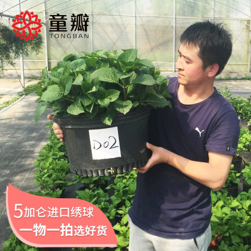 紫色绣球花价格 紫色绣球花图片 星期三