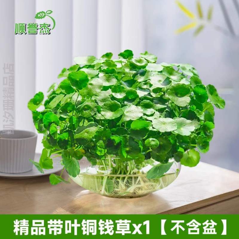 水培绿植房间花花盆草四季常青金钱草盆栽铜钱家庭水仙创意养水,