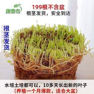 房间养水盆景草籽简约盆栽[金钱花器栽植绿萝水养客厅桌面水水仙