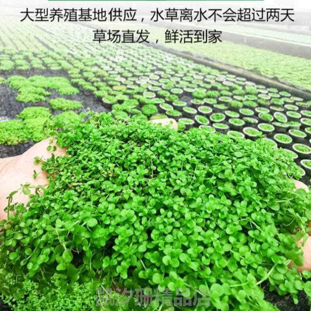 水榕生态真植物造景阴性坨草水草套餐无土%水培绿植活体懒人鱼缸