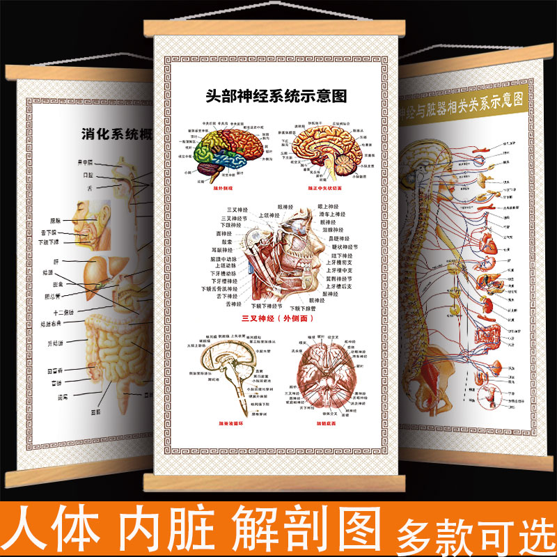 人体内脏系统挂图解剖示意图五脏六腑器官图肌肉骨骼神经结构挂图