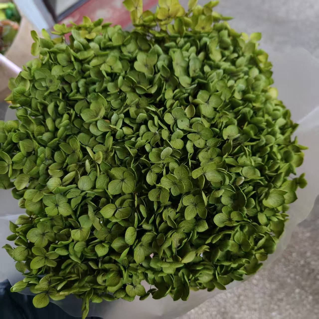 吸色单支安娜绣球原产地花永生花干花制品居家花艺吸色手工花