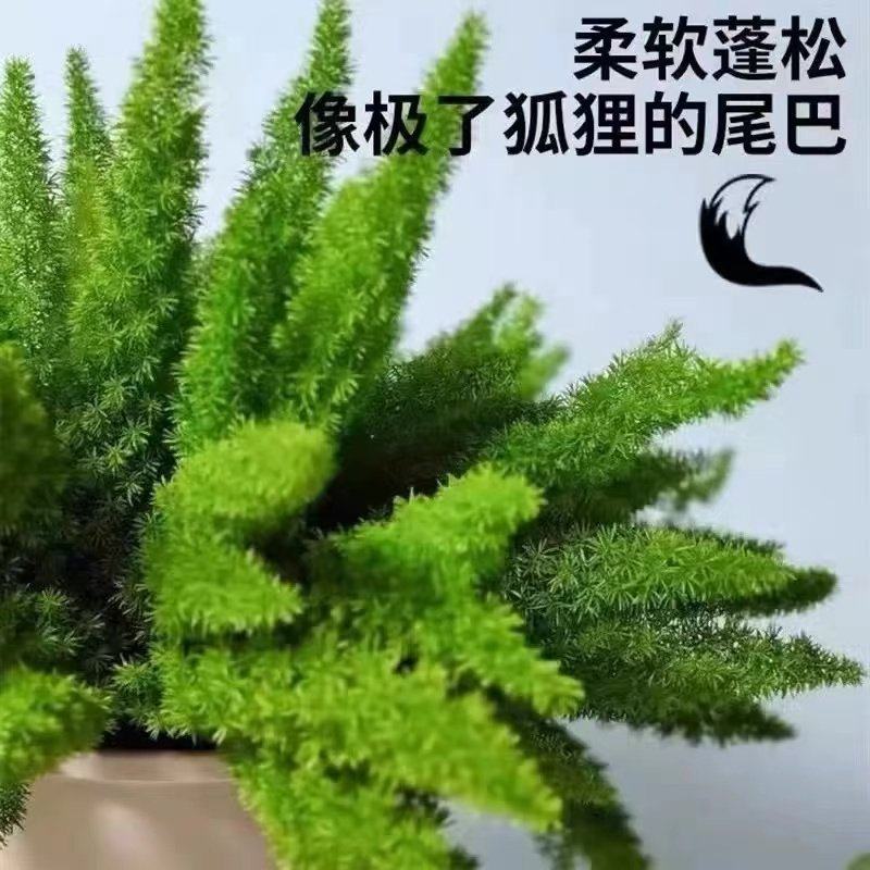 天冬苗天冬特级一等品药材绿植室内盆栽耐寒喜阴四季常青天门冬苗