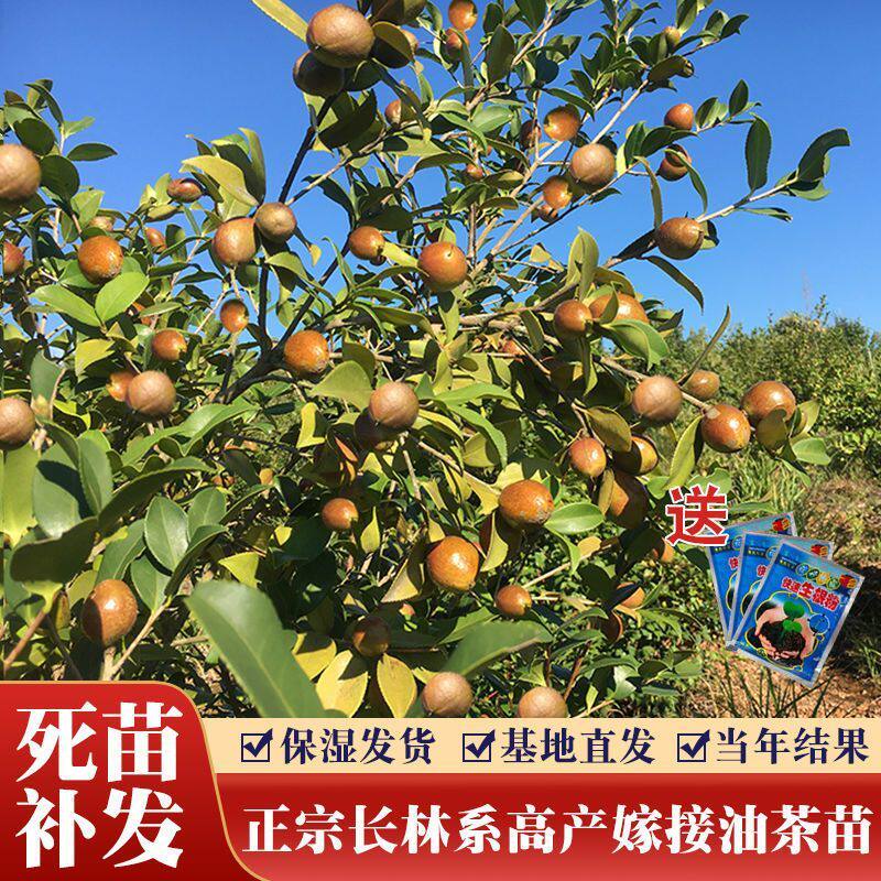 50株江西高产油茶苗嫁接