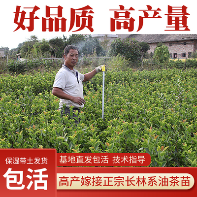 高产嫁接油茶苗谢志强亏本价