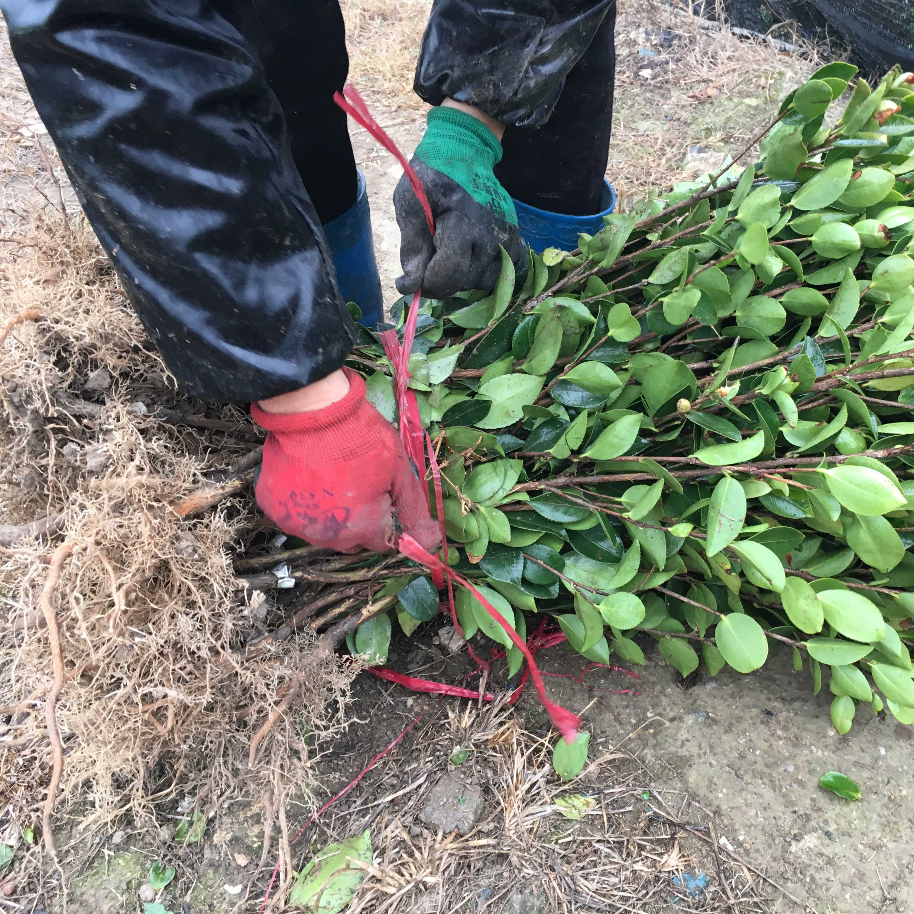 江西长林系油茶苗50棵油茶树苗嫁接白花压榨山茶油食用油的茶油苗