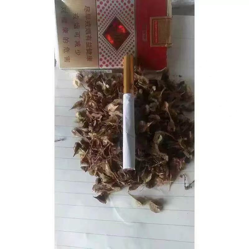 药材种子 虎杖净种子 野生虎杖种子 大接骨 熊黄连种子包邮
