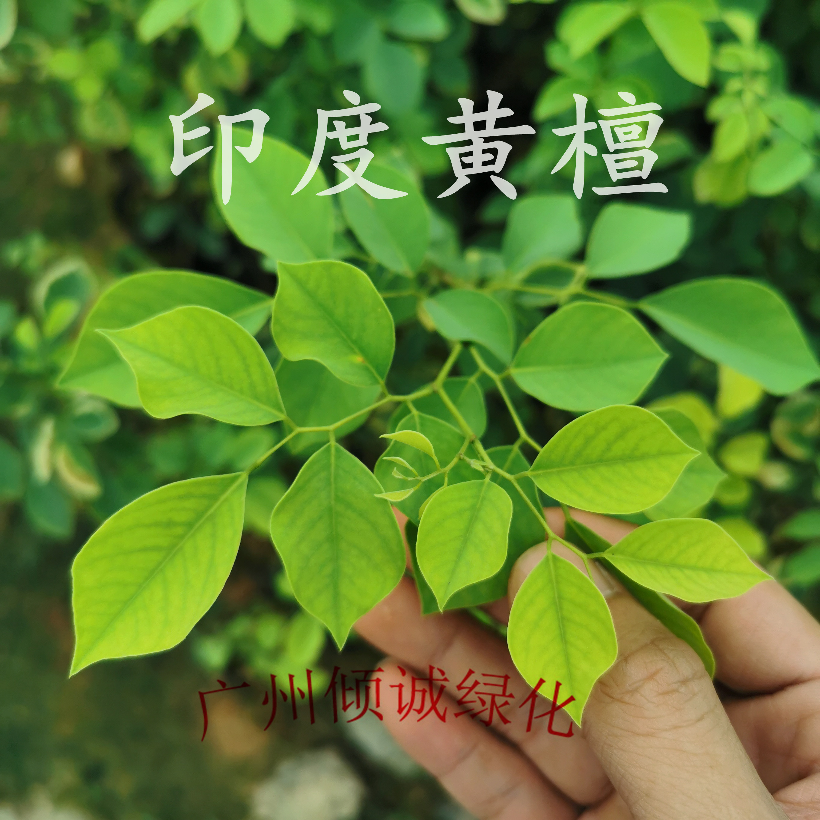 名贵印度黄檀树苗正宗印度黄檀苗珍稀名贵印度黄檀苗速生木材树种