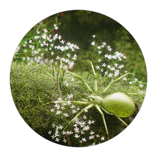 C4D场景教程OC渲染影视级疯狂场景小组视觉全流程AE合成视频课程