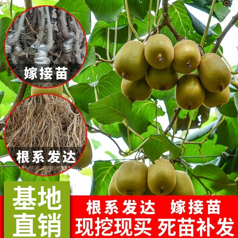 猕猴桃南北方嫁接软枣当年结果