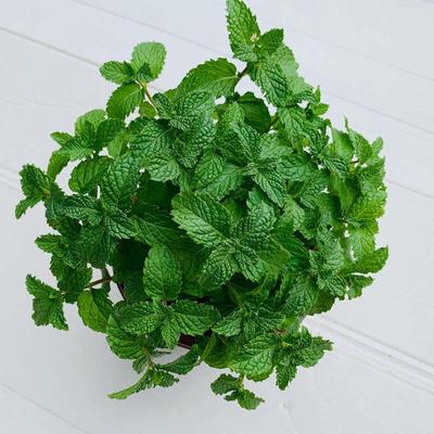 可食用薄荷盆栽薄荷叶迷迭香苗水培薄荷叶驱蚊香草清香植物苗绿植