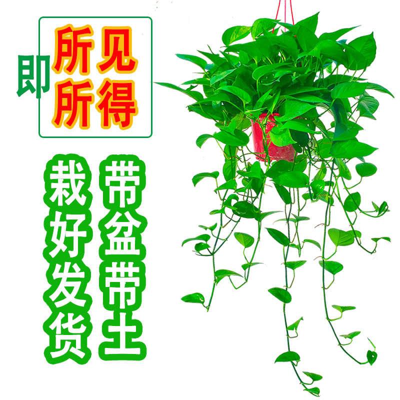 绿萝长藤室内盆栽吸除甲醛克星垂吊新房家用绿箩大叶吊兰植物桌面