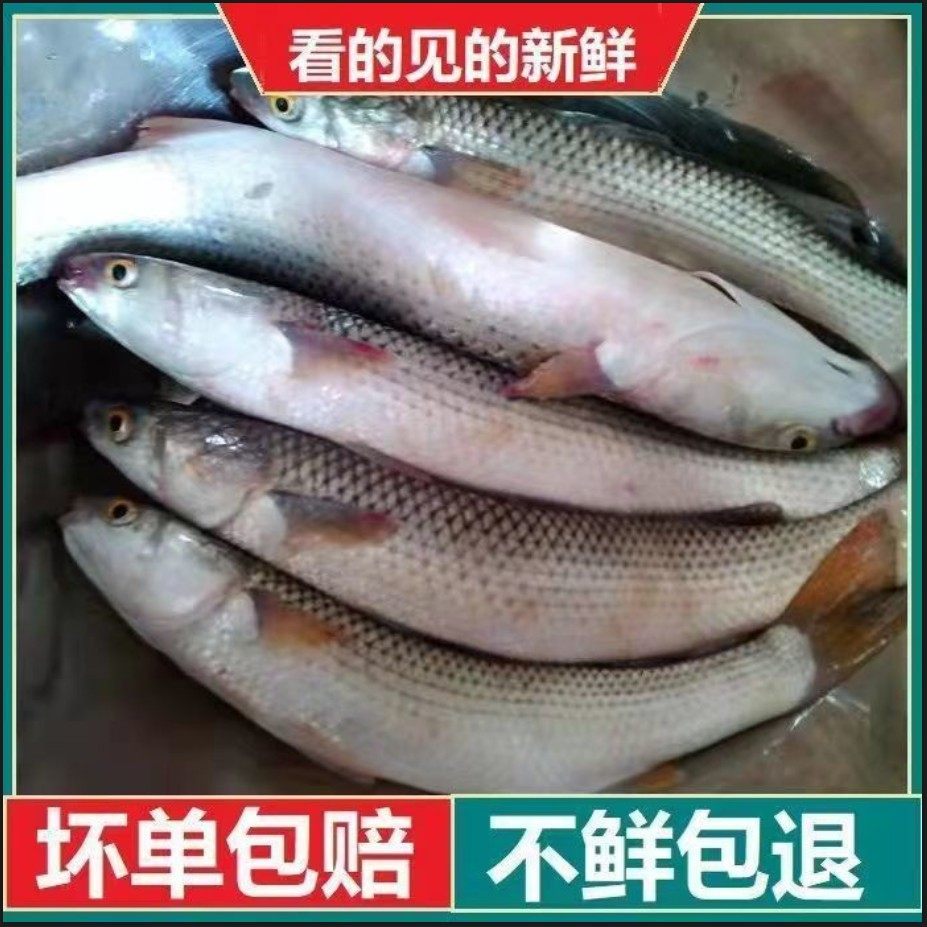 10斤大梭鱼新鲜鲻鱼乌头鱼海捕红眼梭子鱼丁鱼海鱼海鲜3-5条左右