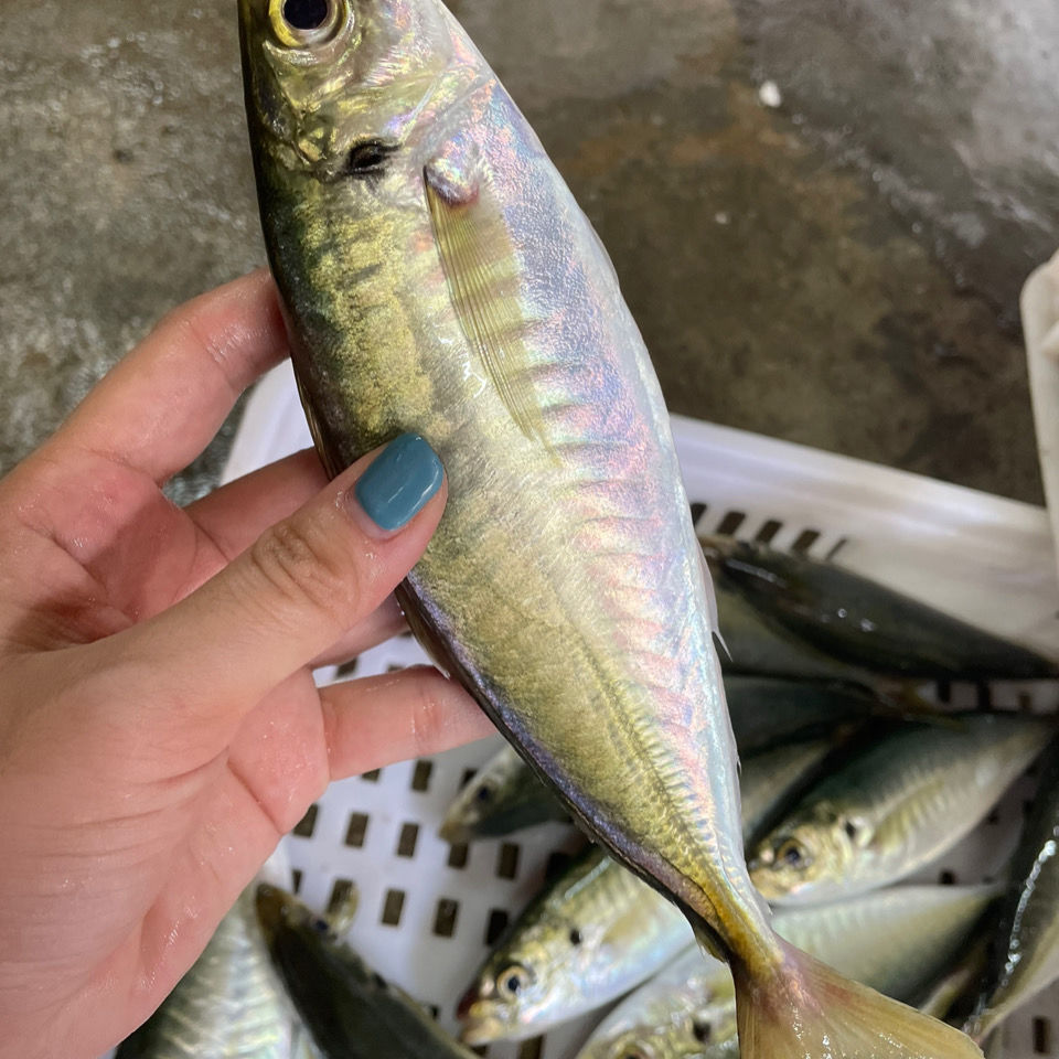 3斤养殖巴浪鱼鲜活鳀鱼新鱼巴浪鱼新鲜冷冻水产海鲜2-3条左右/斤