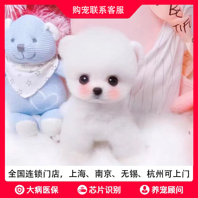 豪宠汇犬舍纯种小博美幼犬活体小茶杯犬宠物小狗狗小型可爱小博美