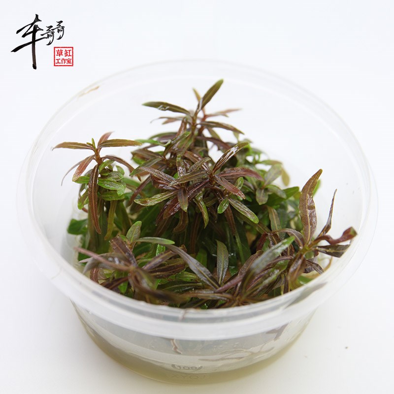现货速发无菌杯水草红宫廷雪花草迷你豹纹血心兰红草鱼缸草造景后
