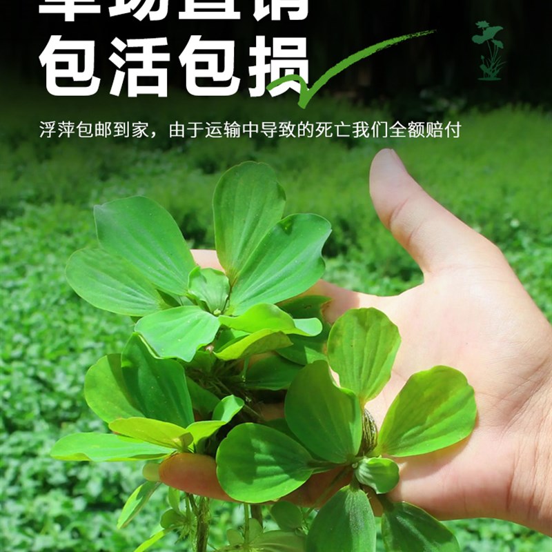 现货速发鱼池水生植物室内水质养龟净化水草莲花花卉水葫芦苗子造