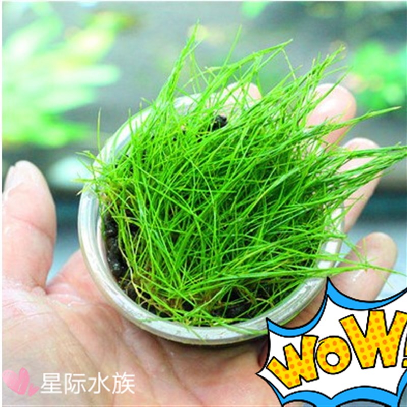 现货速发水溶草珍珠草虎耳草牛毛草天湖葵挖耳草水草造景好养入缸