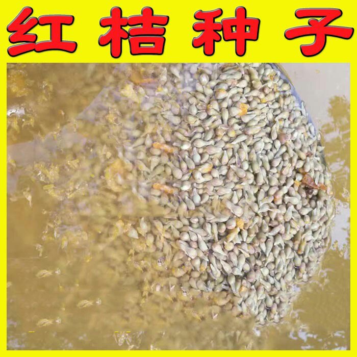 红桔种籽红桔苗红桔苗砧木红橘树苗红橘苗未嫁接红橘种籽种子四川