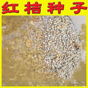 红桔种籽红桔苗红桔苗砧木红橘树苗红橘苗未嫁接红橘种籽种子四川