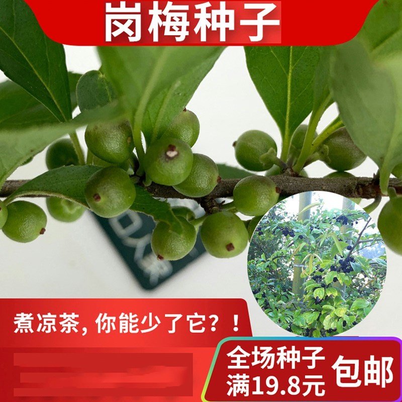岗梅种子常绿小灌木凉茶点称星土甘草山梅根天星木秤