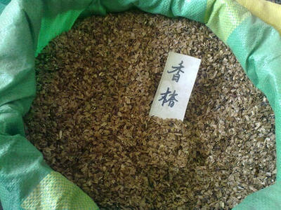 正宗 红油香椿树种子椿芽种子香椿苗种子当年新采收香椿种子