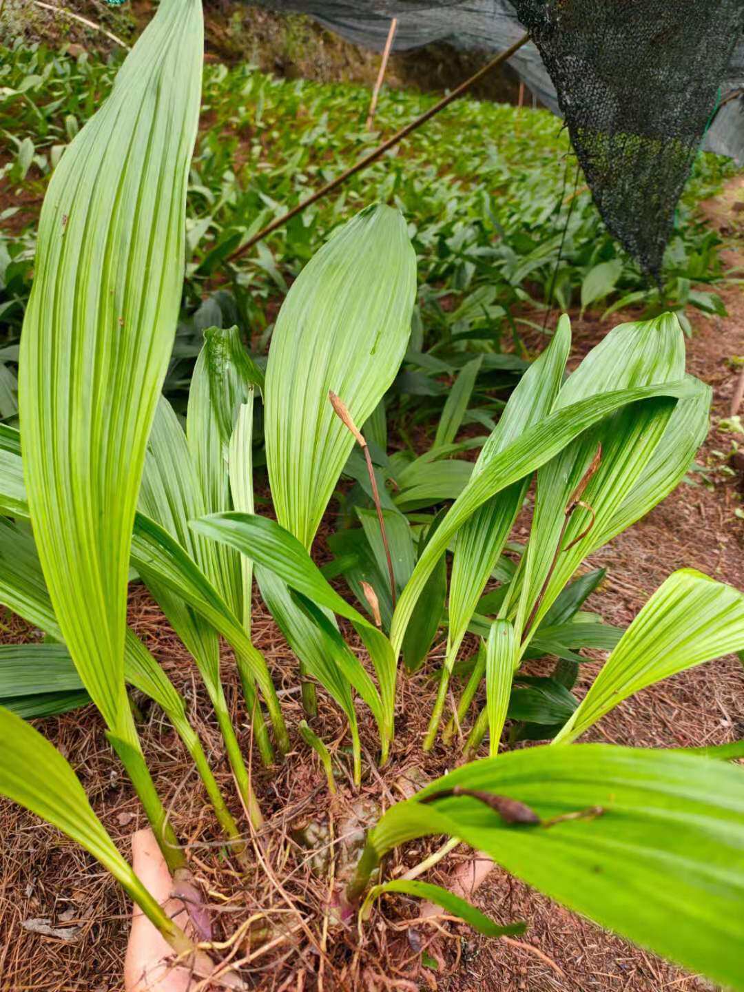 正宗冰球子种子 独叶白芨种子材山慈菇泥冰子红白芨优质