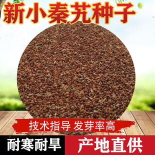 秦艽种子苗材多年生秦艽种子麻花艽萝卜秦艽种籽四季播种